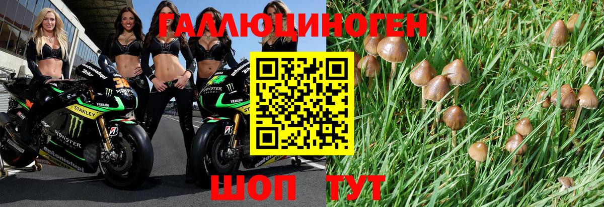 Ковров  Псилоцибиновые грибы Magic Shrooms  как найти   Псилоцибиновые грибы Psilocybine cubensis  Вход с VPN 